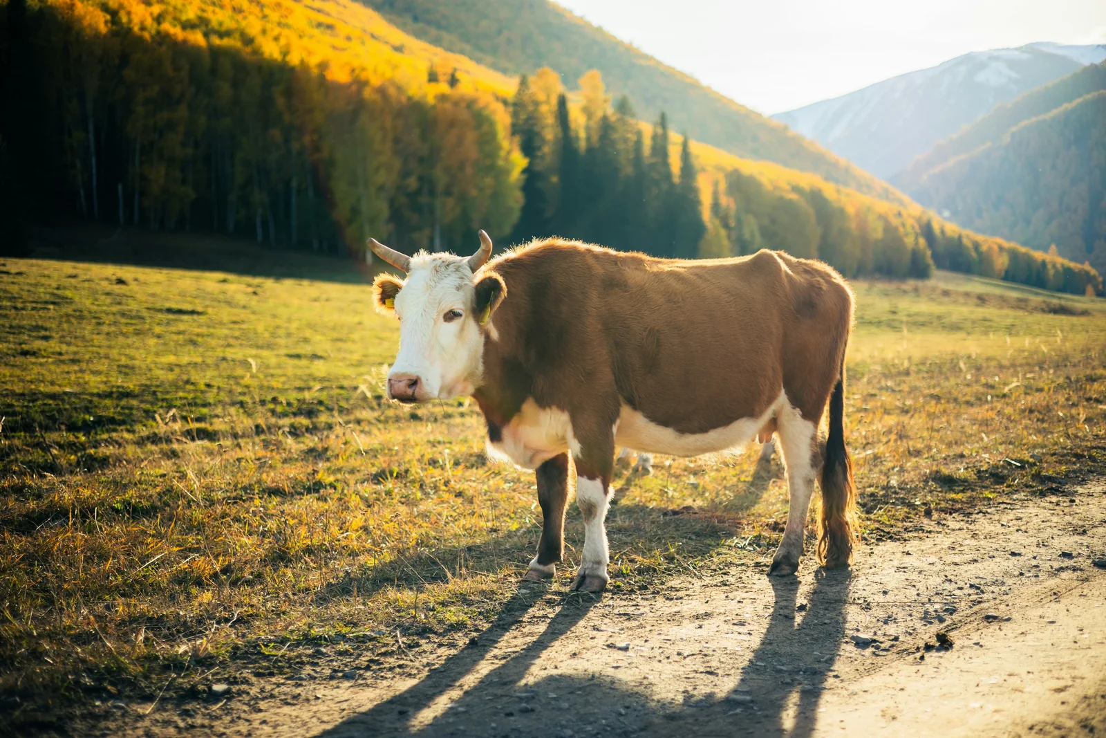 A cow beside a road in Hemu, autumn