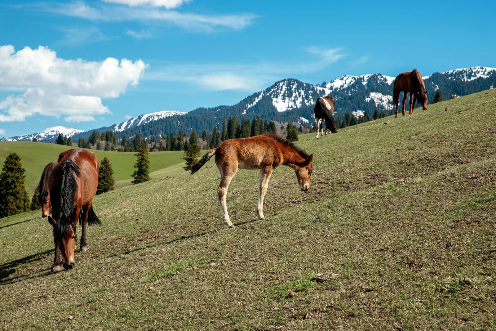 Horses in the Nalati grasslands