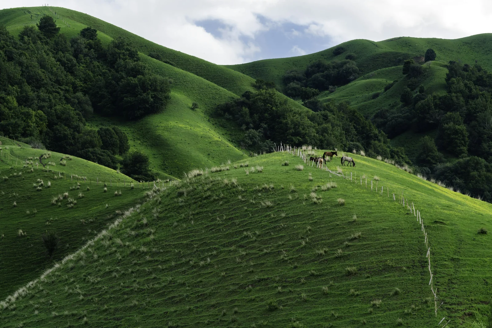Layered green slopes in Nalati