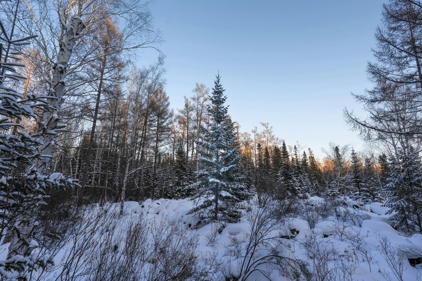 Winter woodland in Yichun; specific park unconfirmed