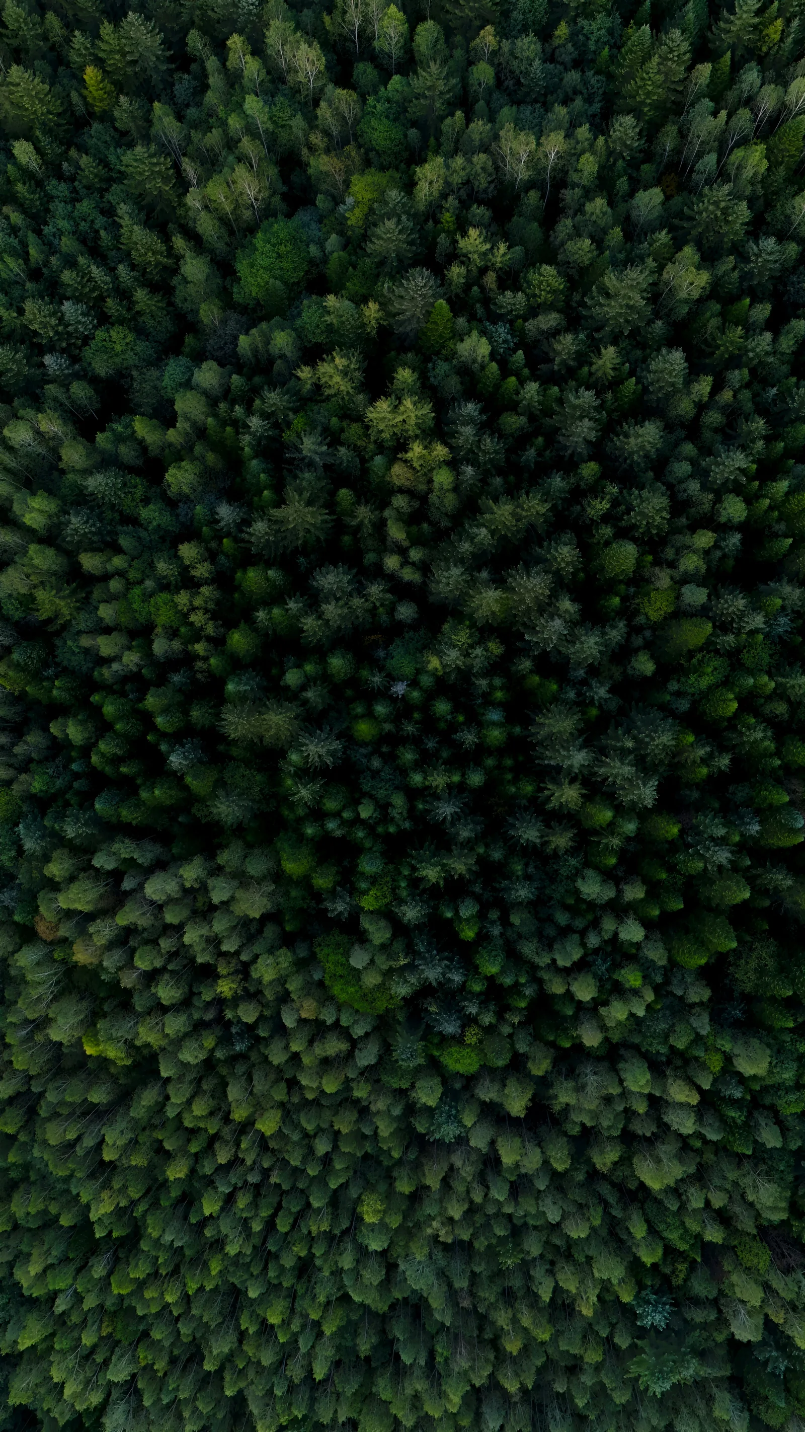 Green forest canopy in Wuying, Yichun