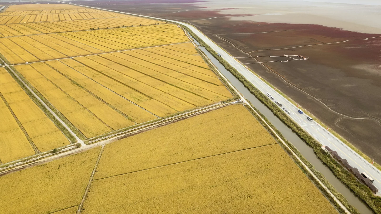 Rice fields in the Panjin Red Beach area