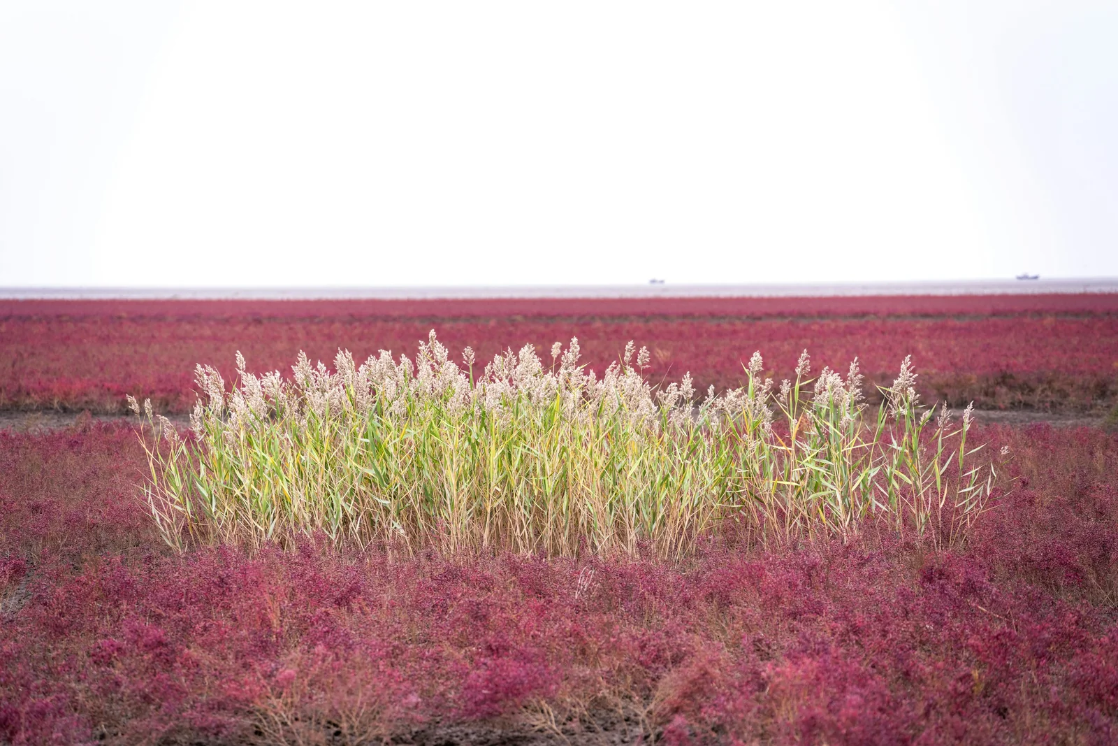 Wetland vegetation and reeds in Panjin
