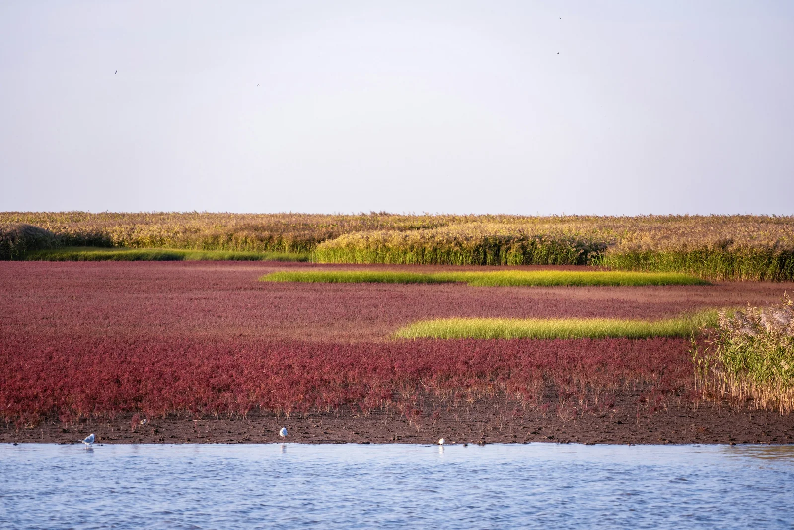 Red Beach wetlands and water, Panjin