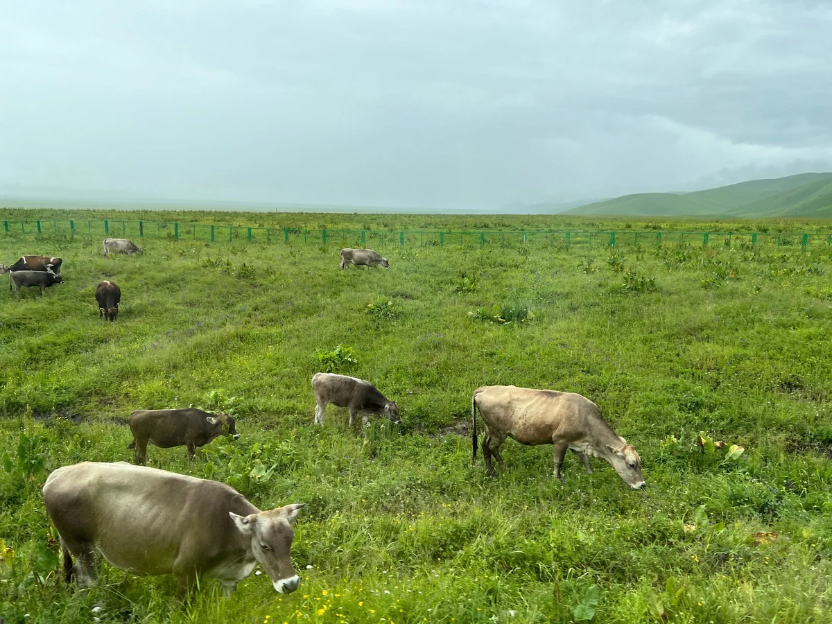 Grazing sheep set the unhurried rhythm of Nalati Grassland.