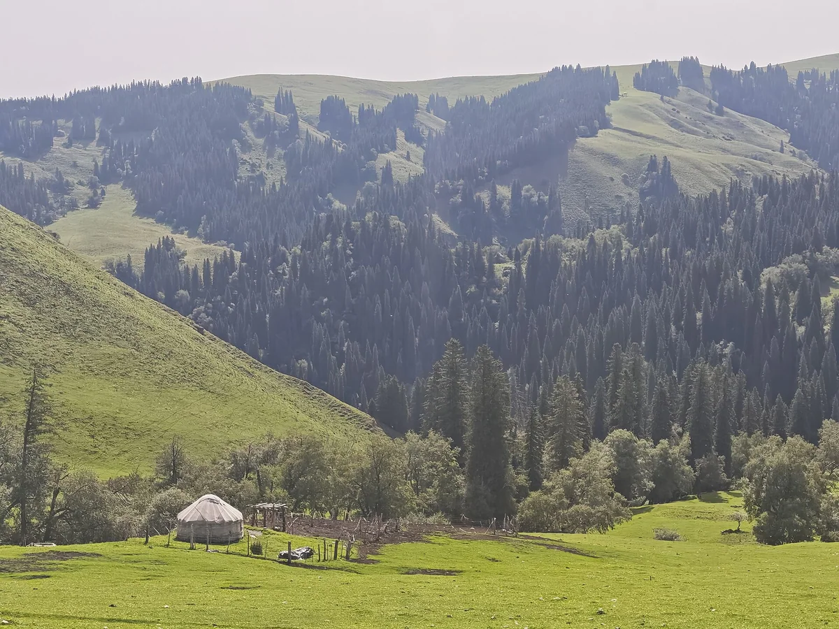 Spruce forest and rolling meadows meet in Nalati.