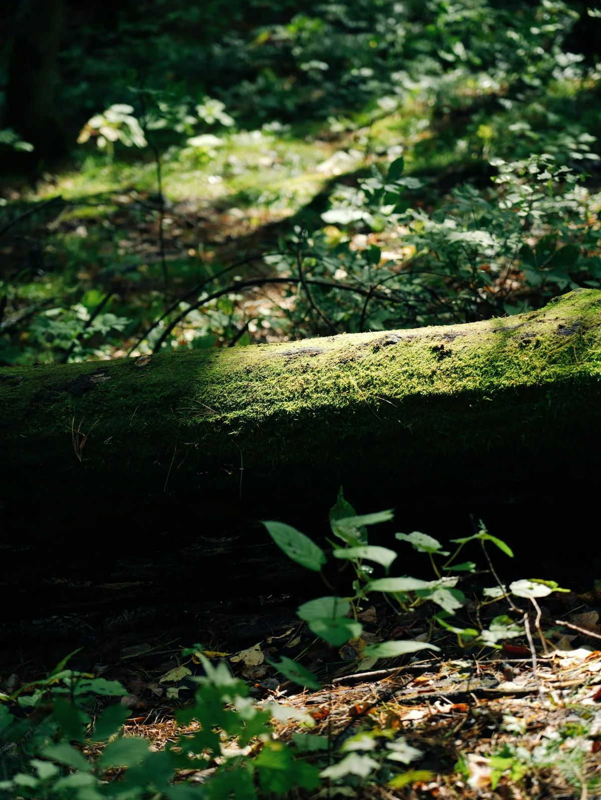 Shangganling Xishui Forest · Moss and light beneath the trees