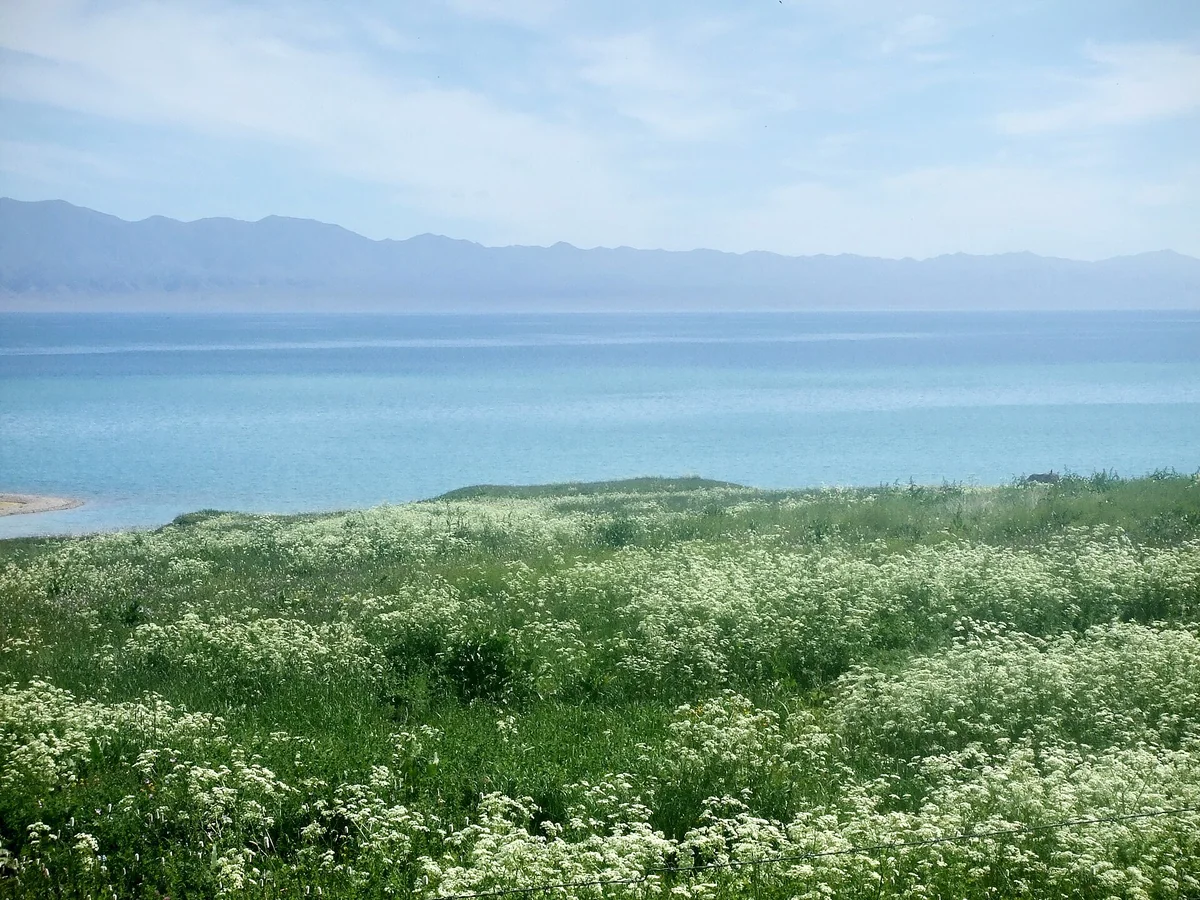 Lakeside vegetation at Sayram; flowering varies with the season.
