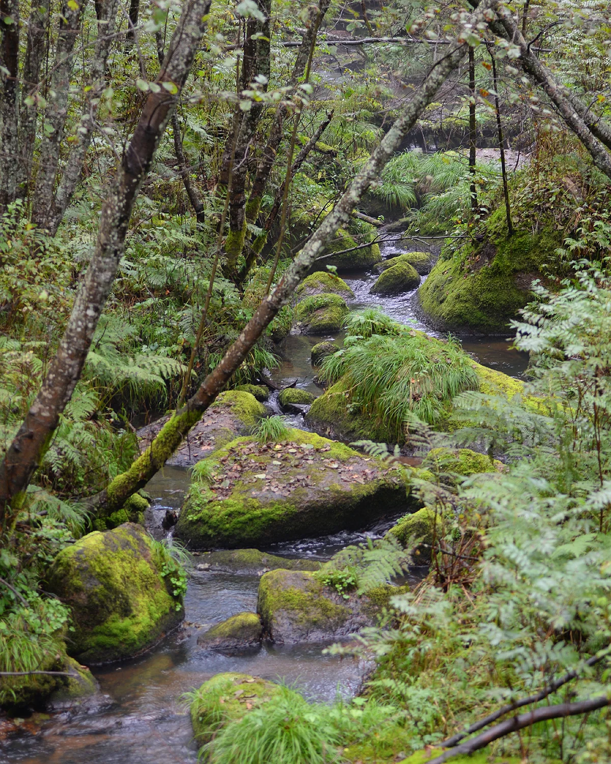 Wuying National Forest Park · Woodland beside Xiangshui Creek