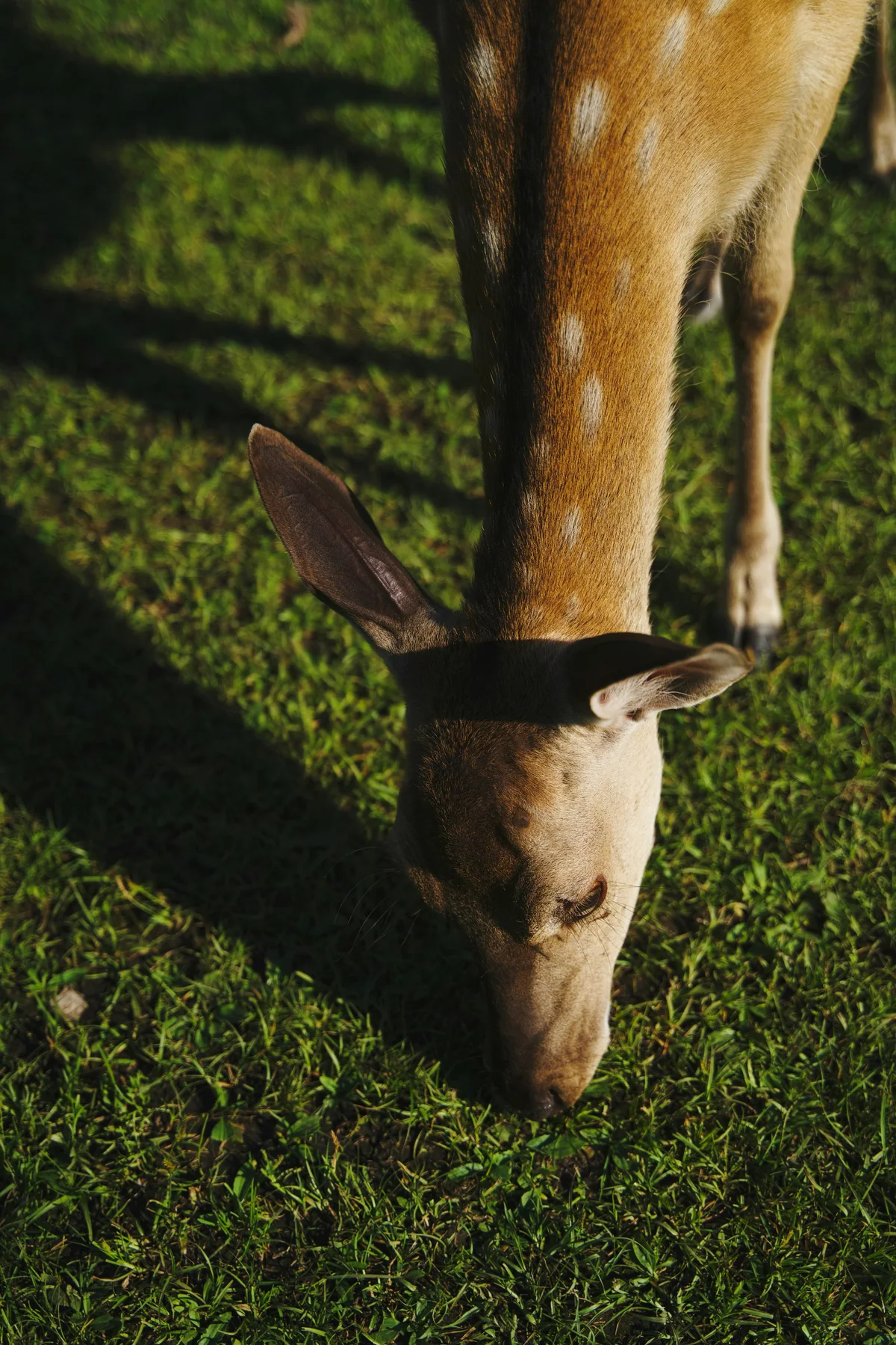 Jinshan Deer Park · A deer grazing in the sunlight