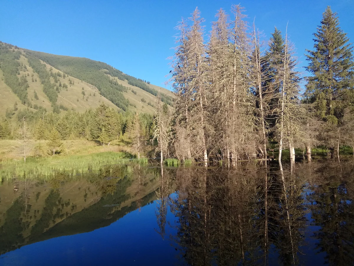 Trees and forested slopes reflected beside the waters of Kanas.